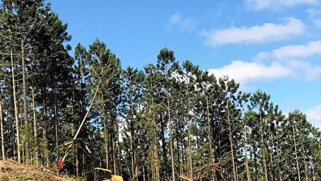 Logging operations in State Forest. Picture: Jack Lawrie