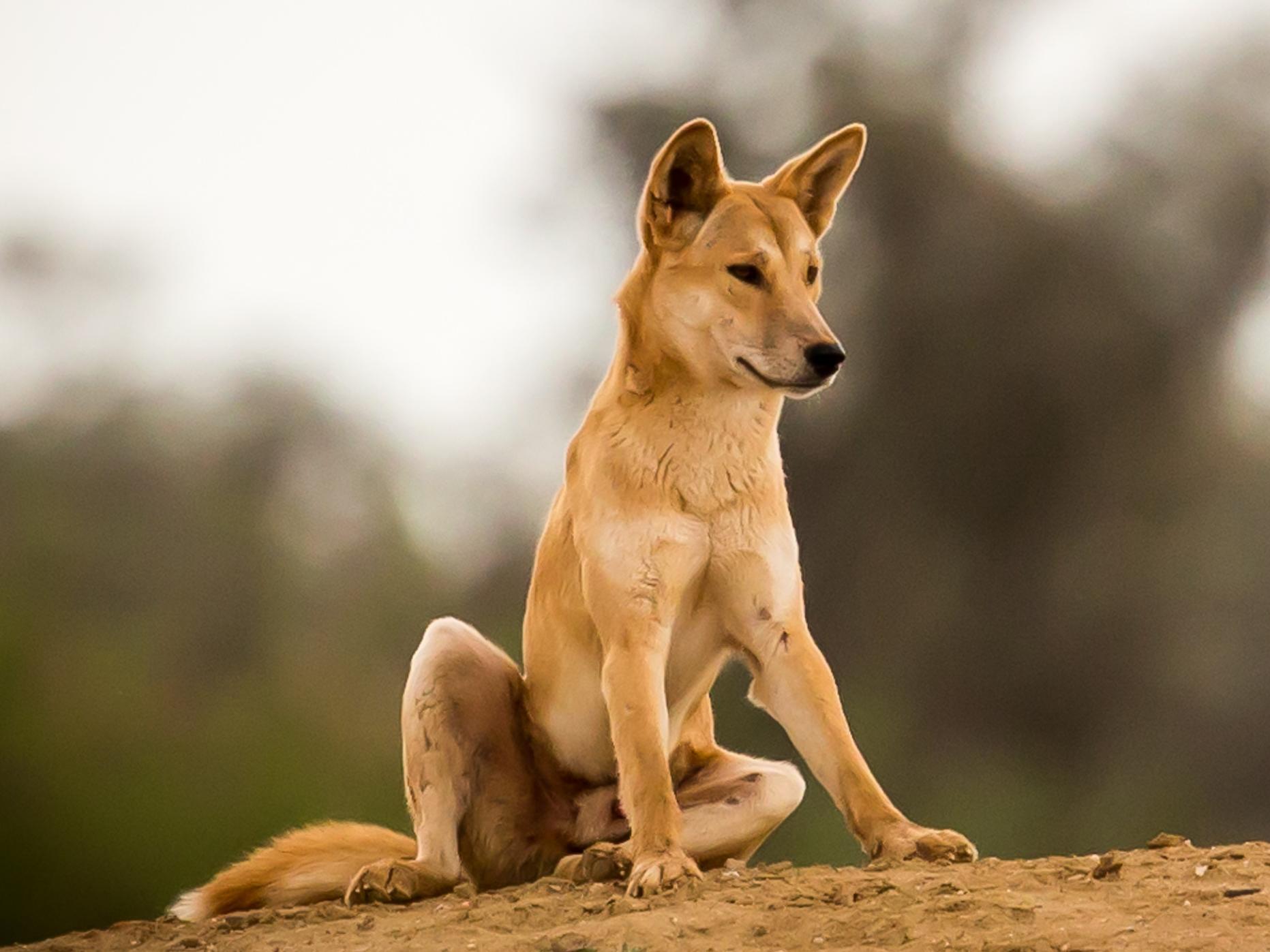 can dogs be part dingo