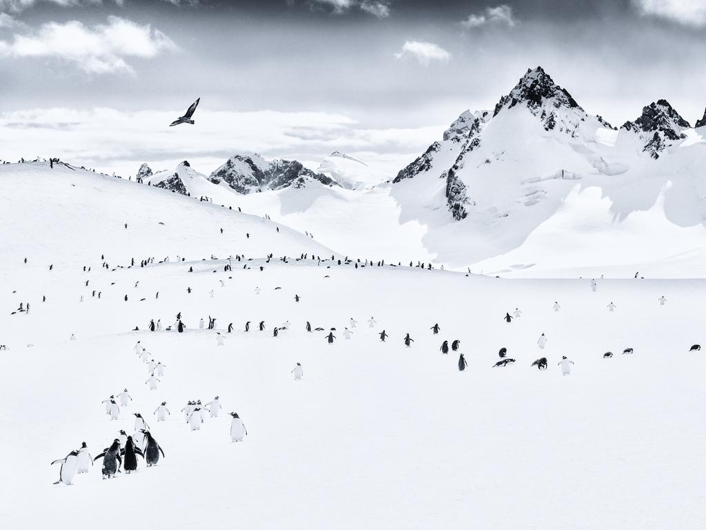 Image Name: Cuverville Island. Photographer Name: Dan Welldon Gentooo Penguins on Cuverville Island Series Name: From the Ends of the Earth (part 1) Series Description: This is a series of images which explore the atmosphere and landscape of the Antarctic. This is part of a body of work and forms the first part which was exhibited in 2017, the second part (work exploring the Arctic) will be exhibited in 2018. The aim of creating this body of work is ultimately to highlight the natural beauty  purity, the fragile ecosystems which are in extreme danger of disappearing without serious and urgent global action. Picture: Dan Welldon, United Kingdom, Shortlist, Professional, Landscape (Professional competition), 2018 Sony World Photography Awards