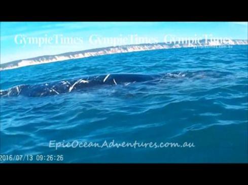 Whale entangled at Double Island Point