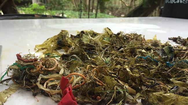 This photo from Marine and Coastal Resource Research and Development Centre shows debris removed by government veterinarians from the stomach of a green turtle, including rubber bands, pieces of balloon and other rubbish. Picture: Marine and coastal resource development centre.