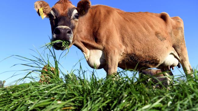 New Zealand dairy farmers have received news of a farmgate price step-up from Auckland-based Fonterra.