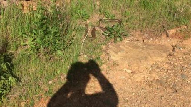 One of the three eastern brown snakes spotted on the Centre Track at Waterfall Gully this morning. Picture: Phil West