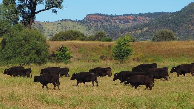 Price Cattle is infusing Wagyu into their herd to target a niche market for grassfed Wagyu organic cattle from their Injune property in Queensland.