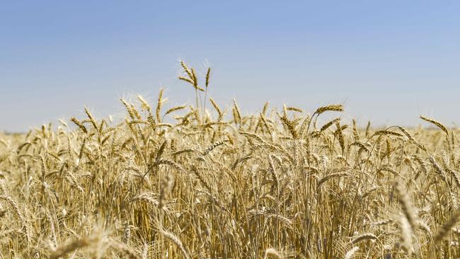 Harvest boost: Growers welcome the timely rain which has coincided with strong demand for wheat. Picture: Dannika Bonser