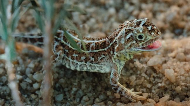 The tiny Victorian grassland earless dragon. Picture: Melbourne Zoo