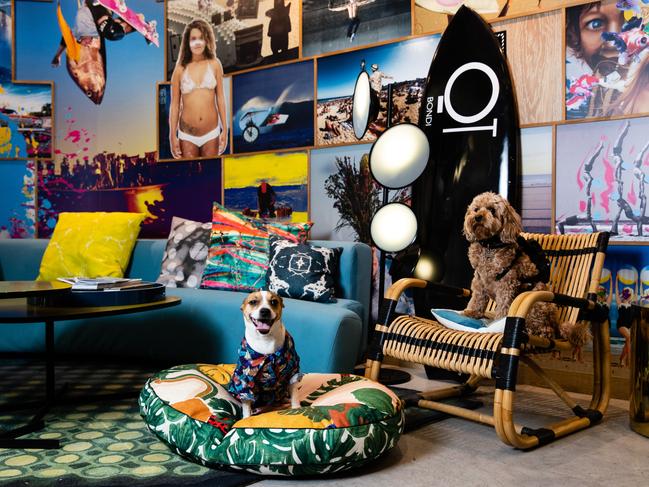 QT Bondi, pet friendly hotel. Picture: Supplied
