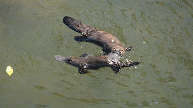 Platypus mating at Broken River. Picture: Contributed