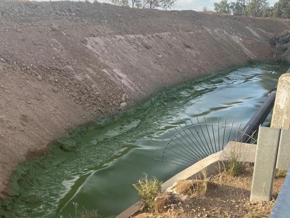 Green algae in Lake Bonney December 20 2022. Picture: Shonnie Jordan