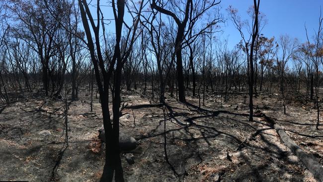 The once dense Forty Mile Scrub south of Mt Garnet has been reduced to ash by bushfire. Photo: John Andersen