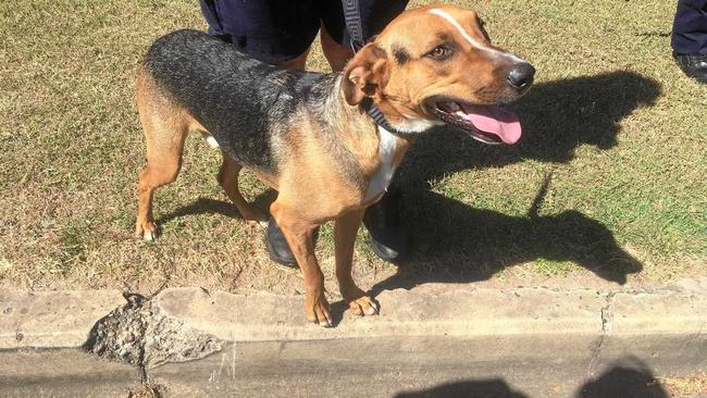 SURRENDERED: Kelpie cross General will be found a new home. Picture: Contributed