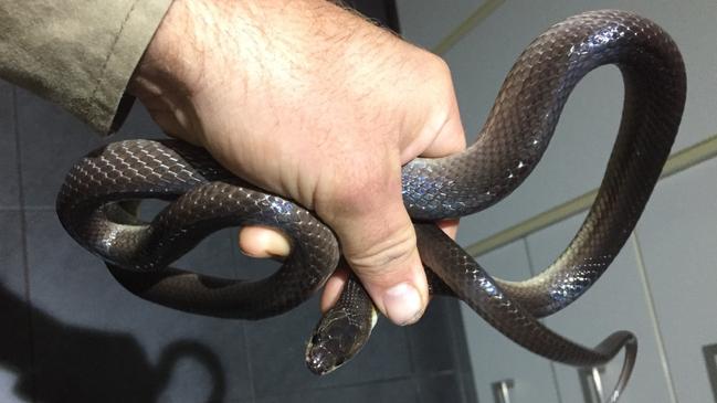 A non-venomous, slaty grey snake common to the Top End. Three people have been bitten by snakes in the NT overnight. The types of snakes involved are unknown. Picture: Supplied