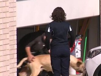 Police and council inspectors attend a residence in Gawler South where a dog was seized after attacking a 30-year-old woman. Picture: Nine News