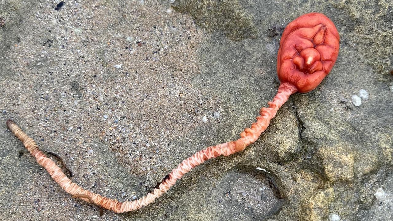 A beachgoer made the discovery in the rockpools at Step Beach in Fairhaven, Victoria.