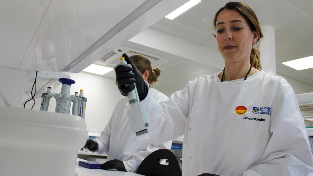 Dr Priscilla Goncalves preparing samples at the OceanOmics Lab. The scientists do much of their work in biological safety cabinets, to ensure the samples are free from all outside contamination. Picture: Minderoo Foundation