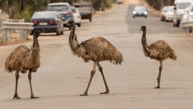 An organised mob of emus outlasted and outsmarted the military.