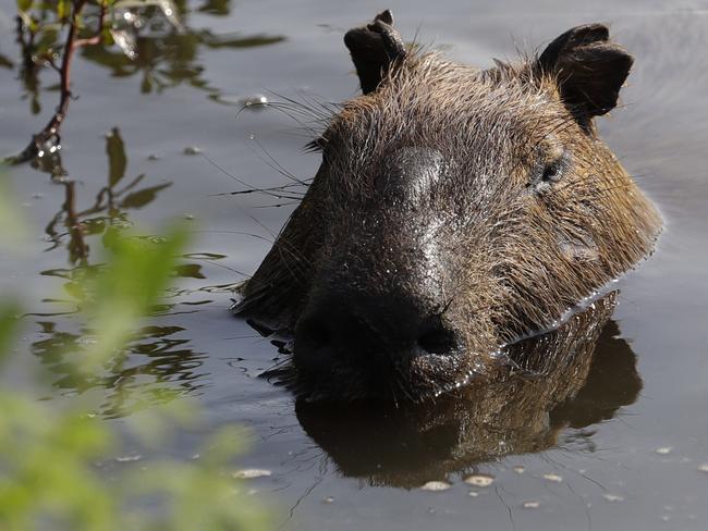 A capybara cools off in a water hazard.