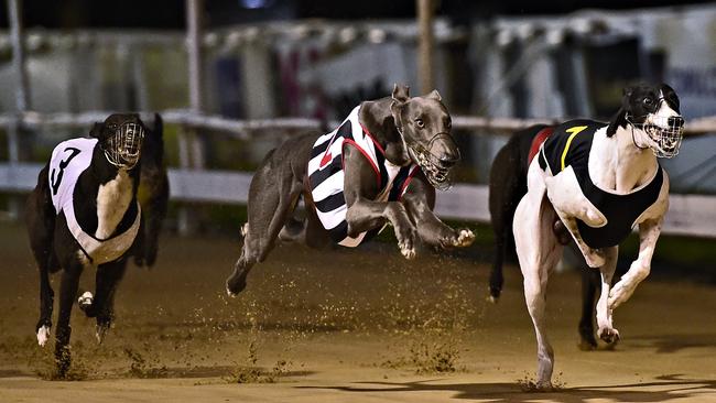 Baird’s NSW Greyhound Racing Ban: Industry Hounded Off Tracks | The ...