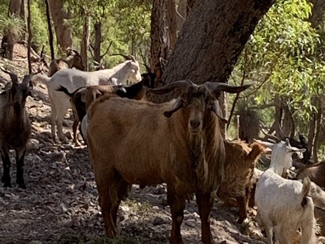 Police are searching for a herd of goats that went missing from a property in central Queensland.