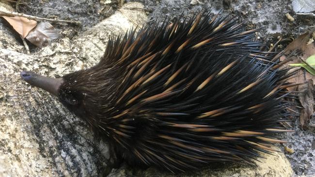 Kangaroo Island Plantation Timbers says it will “offset” echidna deaths on local roads by contributing to a program to reduce feral cats and using “high productivity vehicles”.