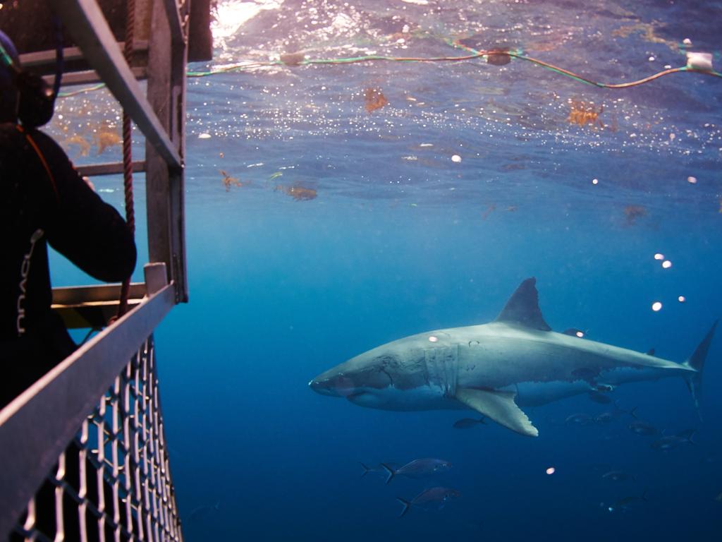 Tours and experiences like shark-cage diving are the focus in the third round of the Great State Voucher scheme. Picture: Ralph Alphonso/ Tourism SA