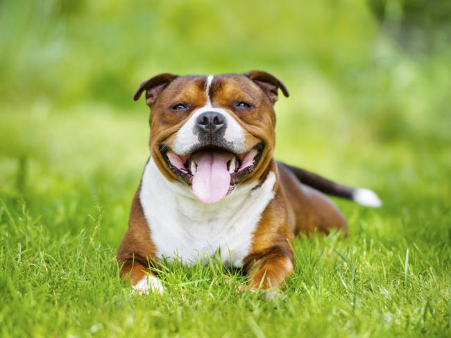 Staffys are the most popular dogs in Casey and Frankston.