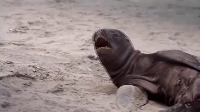 Bird flu kills hundreds of sea lions in Peru