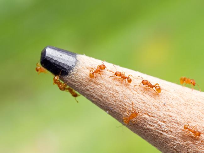 Tiny but painful. Fire ants seen to scale on the tip of an pencil. Biosecurity Queensland is ramping up efforts to eradicate the invasive pest as families stay home.