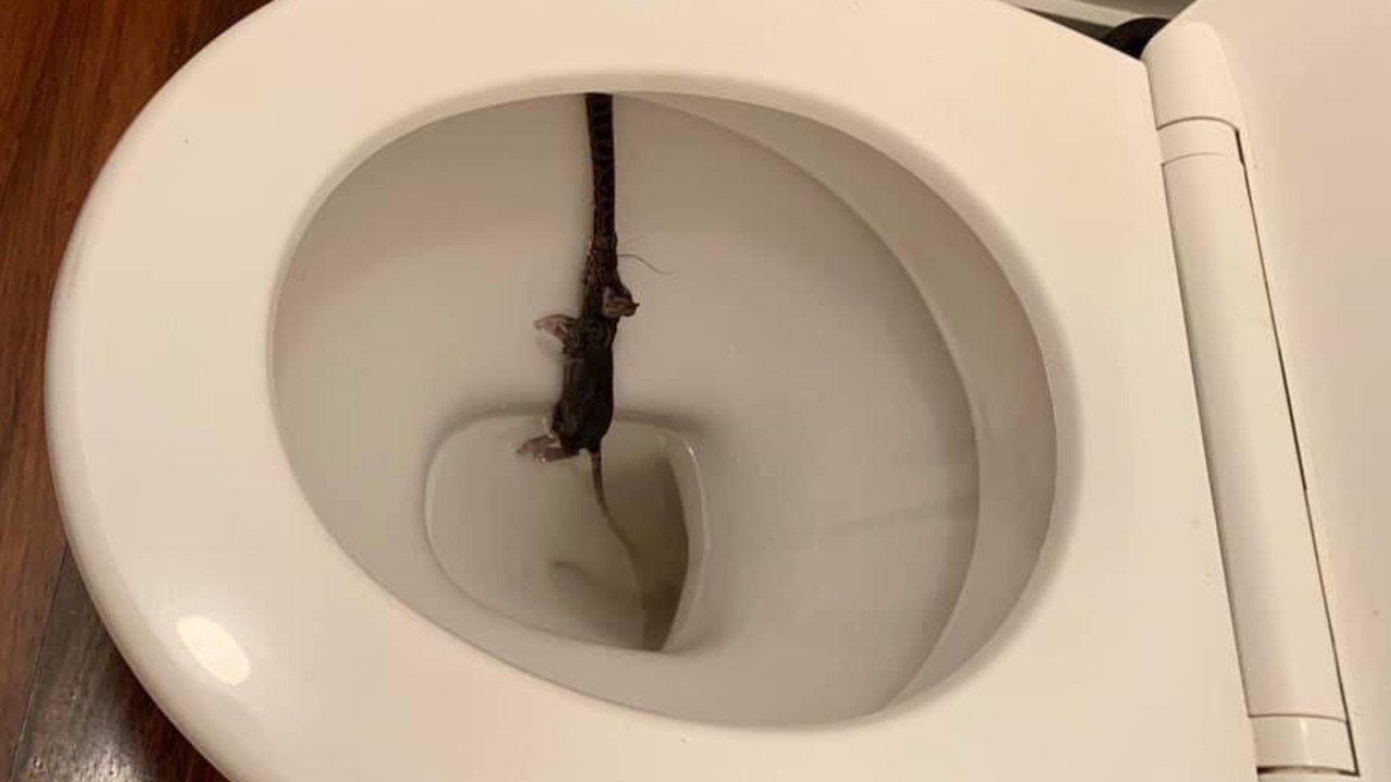 Cairns news: Woman finds snake and two rats inside toilet bowl early morning