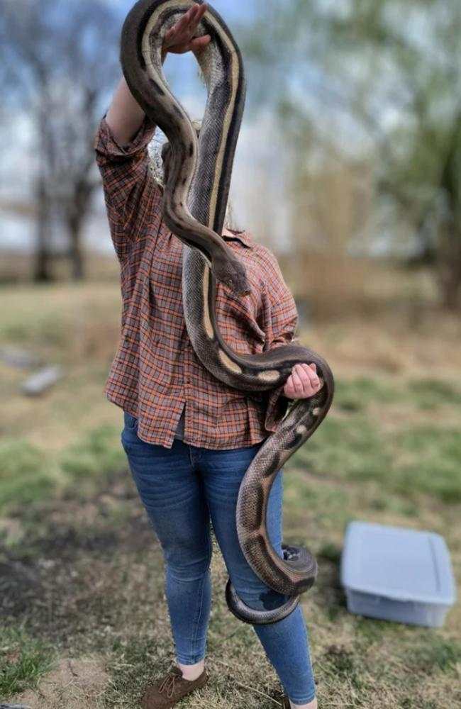 Reddit user Sssatanisreal, who identifies herself as a “US-based invertebrate and reptile keeper”, is offering the highly toxic gympie-gympie plant for sale in the United States. She deleted her post and her profile overnight Saturday. Picture: Reddit