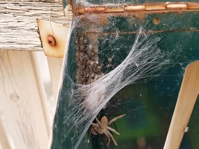 Mrs Joyce says spiders are generally misunderstood, but concedes Hortense does have a mighty temper. Picture: YouTube/Natasha Joyce