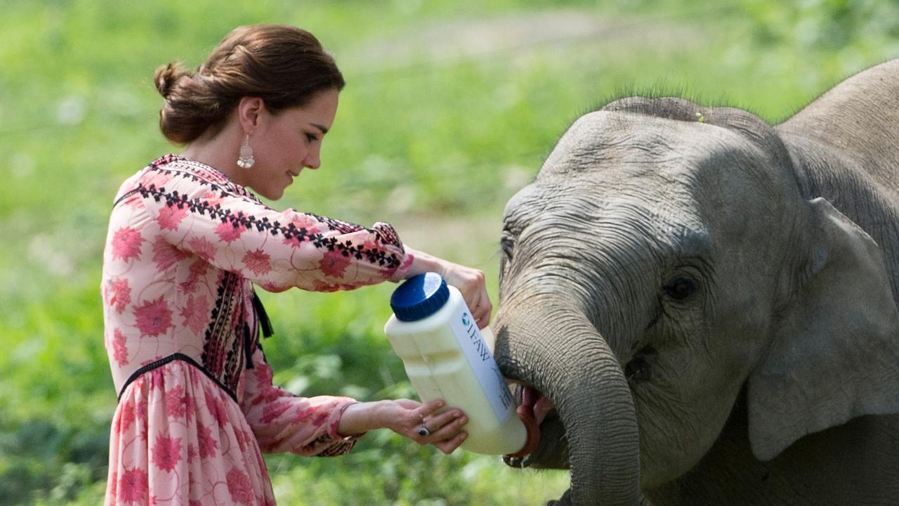 Catherine, Duchess of Cambridge feeds a baby elephant at Kaziranga National Park in 2016. Picture: Arthur Edwards/Pool/Getty Images