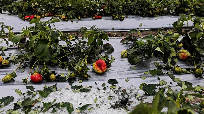 Granite Belt farmers devastated by severe hailstorm