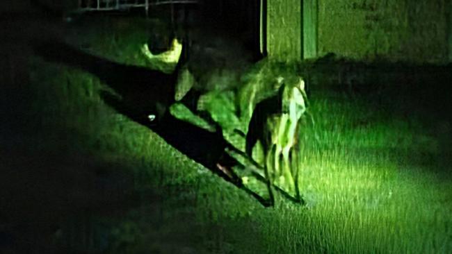 Security vision from a terrifying dog attack in Coffs Harbour in the early hours of Saturday morning, November 9.