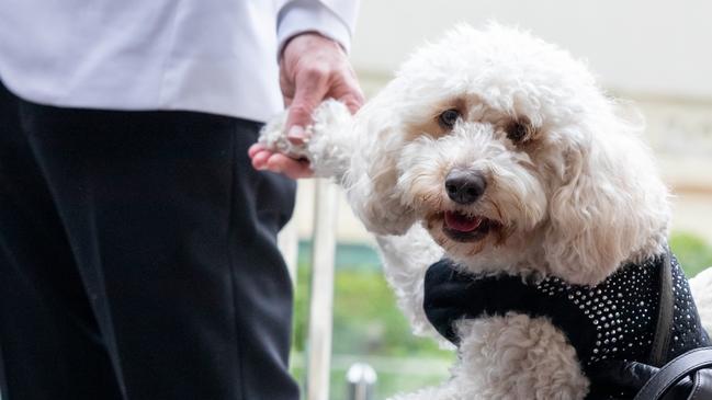 Damien and Jason’s spoodle Baci nearly stole the show at their recent wedding ceremony. Picture: Thomas Oliver