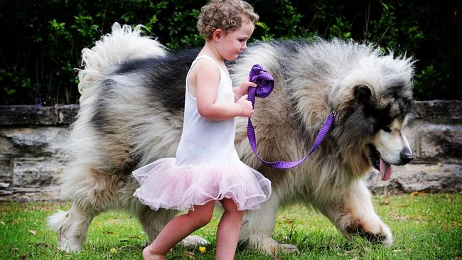 Big hotsell malamute dog