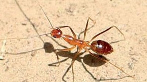 ‘High risk’: Acid-spraying ants found on Gold Coast