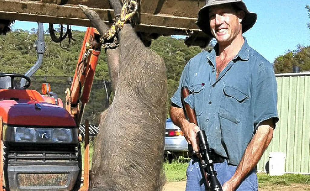 Farmer warns walkers of wild pigs | The Courier Mail