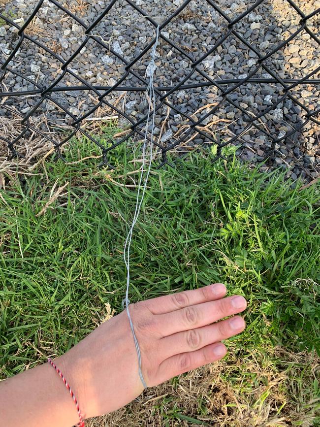 Ms Stewart rescued a rabbit from this handmade wire noose last December.