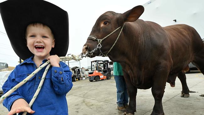 Eddie White, 4, with huge Quantum the bull, as he and his family set up their White Livestock cattle for the EKKA, as judging starts this week, at the RNA show grounds, Brisbane. Picture: Lyndon Mechielsen