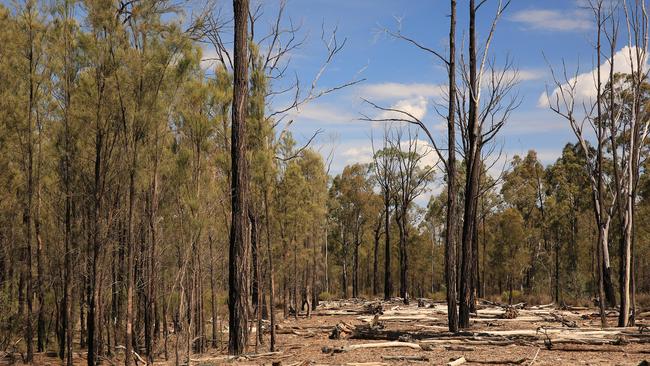 NSW plantation assets worth about $1bn could come up for sale.