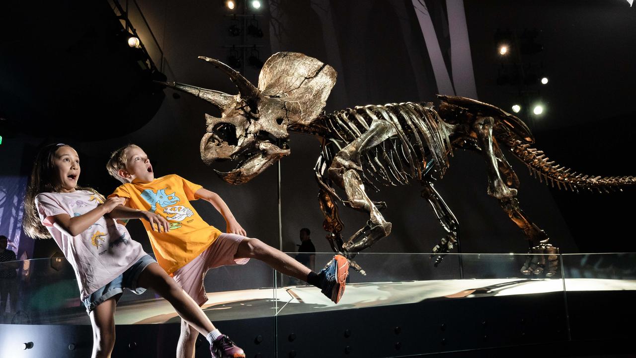 Melbourne Museum Triceratops Horridus Most Complete Fossil Unveiled Herald Sun 