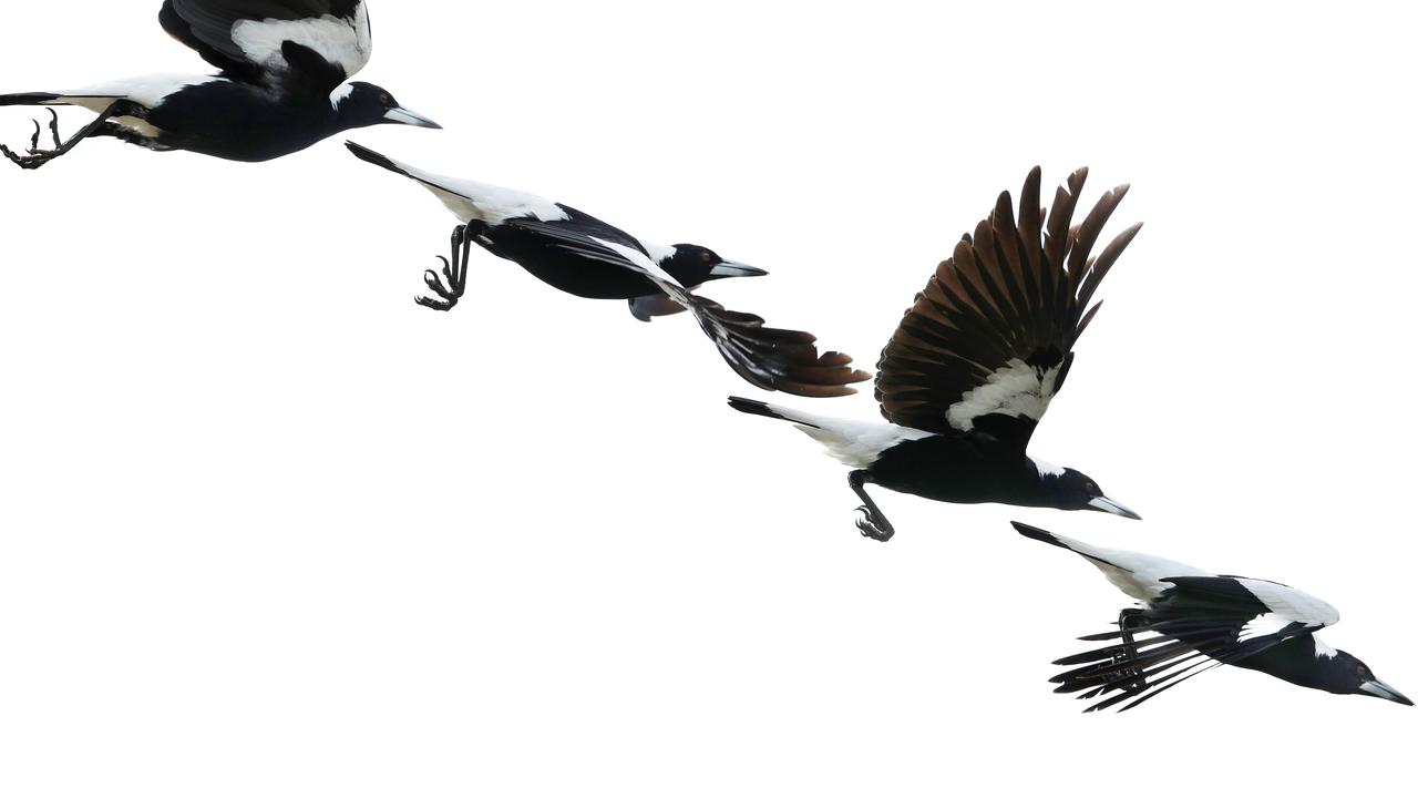 People are urged to leave the nesting birds alone. Photographer: Liam Kidston