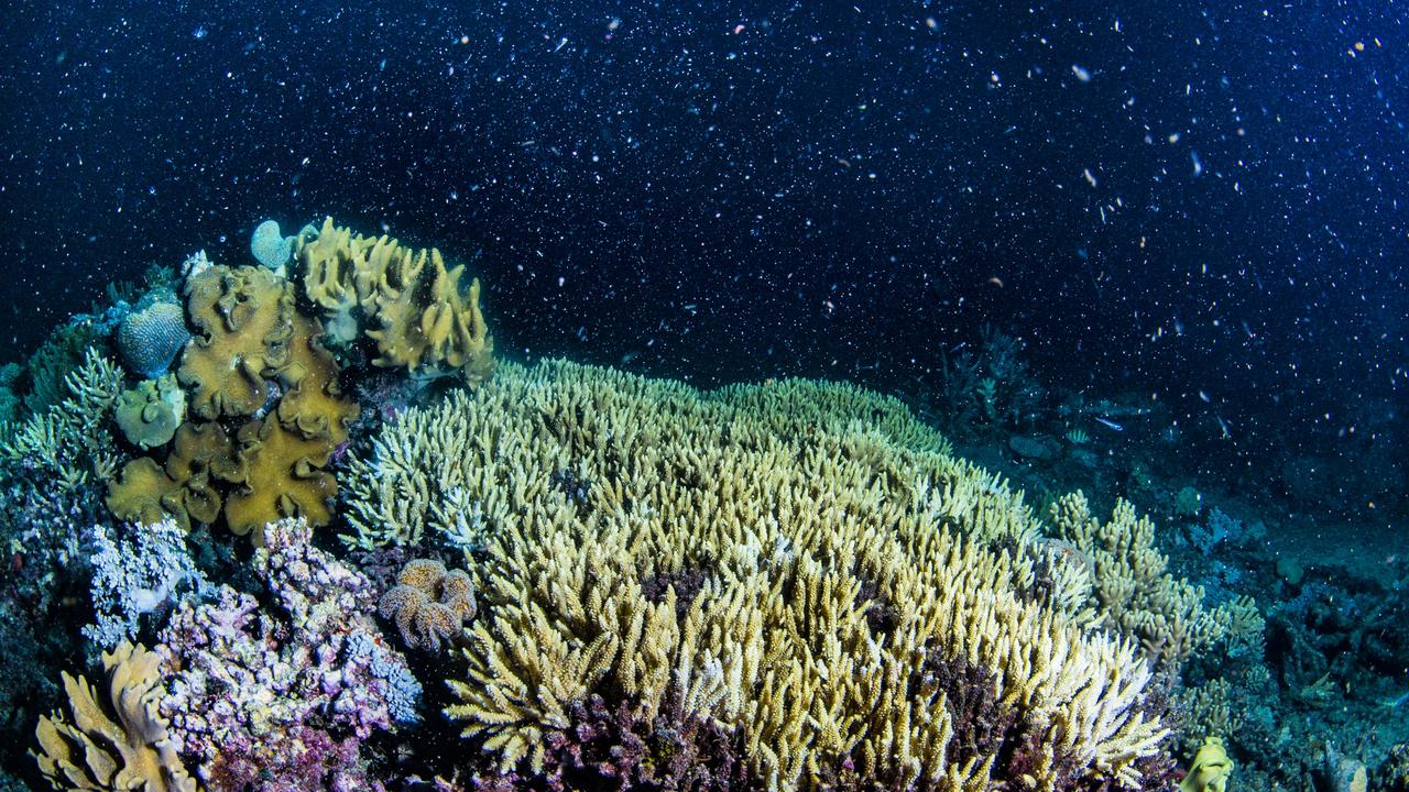 Reef madness: corals co-ordinate for technicolour spawning frenzy | The ...