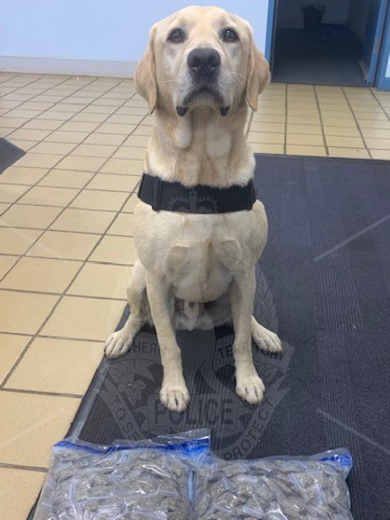 Rafa the police dog with the stash of cannabis found in an East Arnhem home. Picture: NT Police