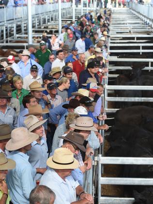 Strong start: Crowds at the first prime cattle sale at the new Western Victoria Livestock Exchange at Mortlake.