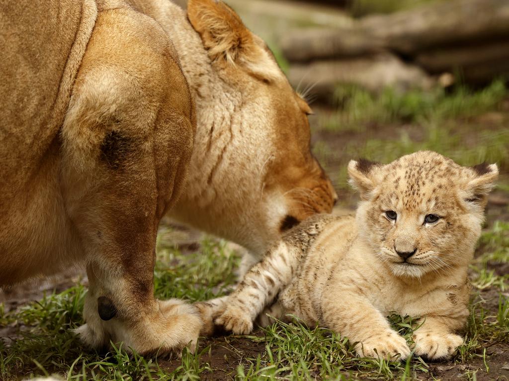 7 week-old Lion cub Roc with mum Chitwa at the Mogo Wildlife Park. Picture: Jonathan Ng