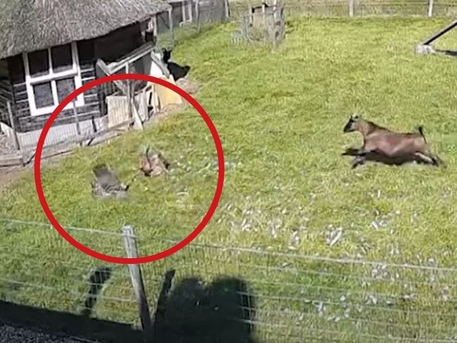 A goat and rooster rushed to save their chicken friend who was attacked by a goshawk. Picture: Kennedy News/SWNS