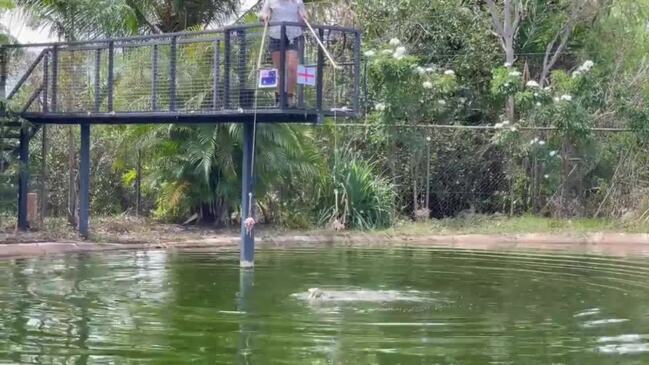 Speckles the psychic croc predicts Matildas semi-final