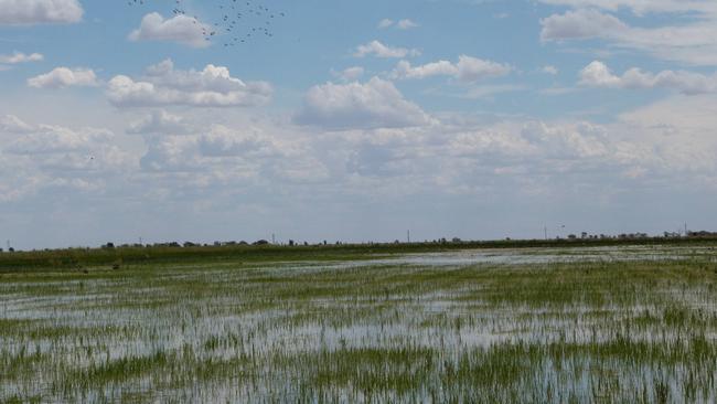 In 2012 ducks ate out this Carrathool rice crop. Rice growers hope they don’t see more of the same this season.